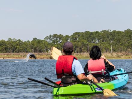 Wild Native Dolphin Kayak Tour Orange Beach