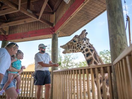 Alabama Gulf Zoo Giraffe Feeing