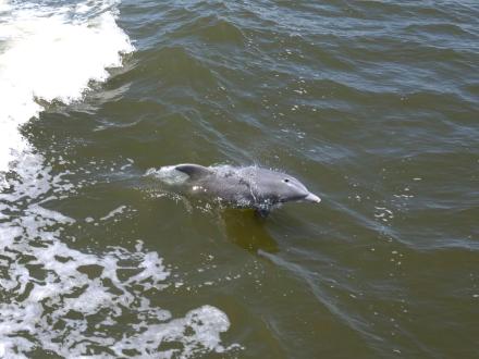Sunny Lady Dolphin Cruise Orange Beach