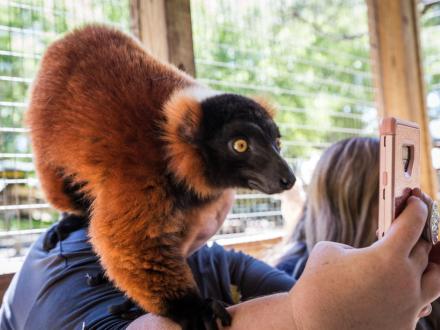 Alabama Gulf Coast Zoo Lemur Encounter