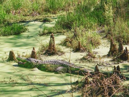Alligator Alley Summerdale