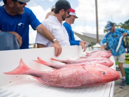 Red Snapper Fishing Charter Orange Beach