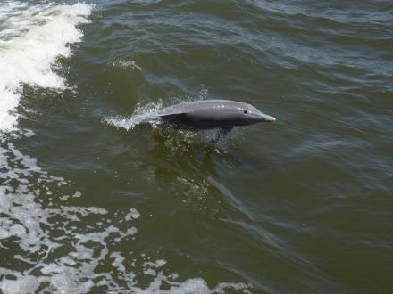 Dolphin Cruise Sunny Lady May Orange Beach