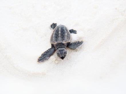 Baby Sea Turtle Orange Beach