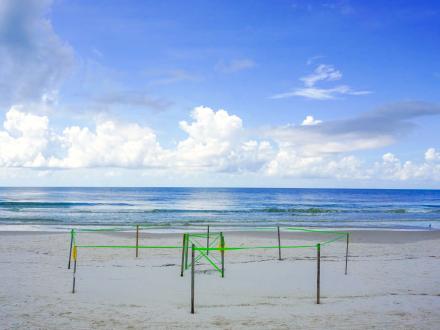 Protected Sea Turtle Nest