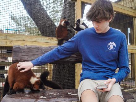 Alabama Gulf Coast Zoo Lemur Encounter