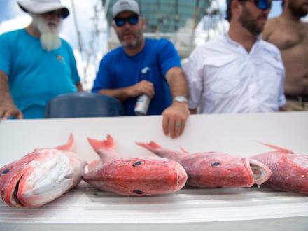 Deep Sea Fishing Charter Orange Beach