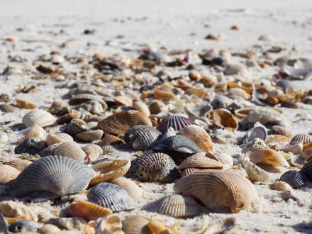 Seashells in Orange Beach