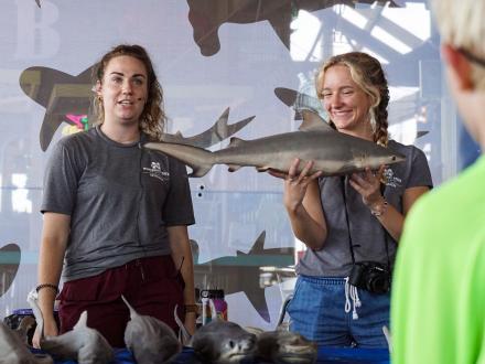 Gulf State Park Shark Week
