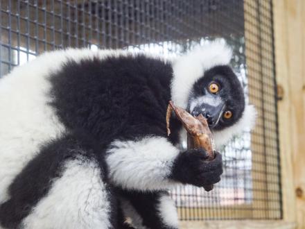 Alabama Gulf Coast Zoo Lemur Encounter