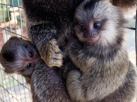 The Alabama Gulf Coast Zoo Gulf Shores, AL Marmoset