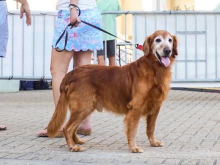 olden retriever on a leash outside a pet-friendly rental in Orange Beach, Alabama