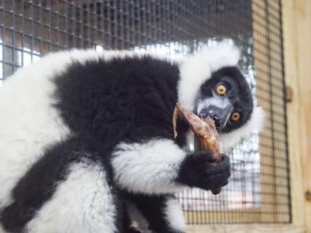 Alabama Gulf Coast Zoo Lemur Encounter