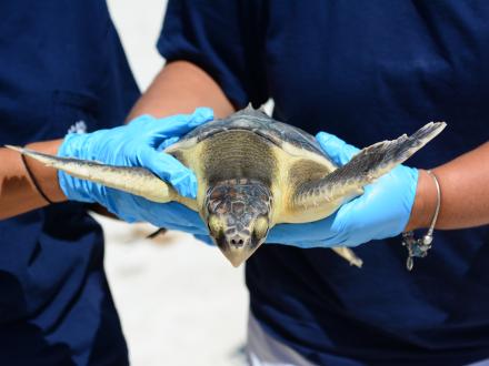 Share the Beach Sea Turtles
