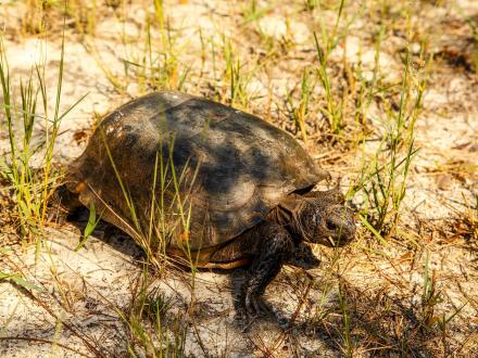 Turtle