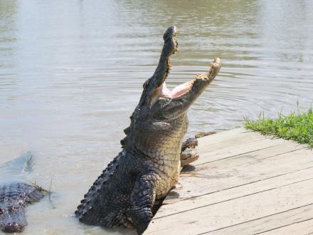 Alligator Alley in Summerdale