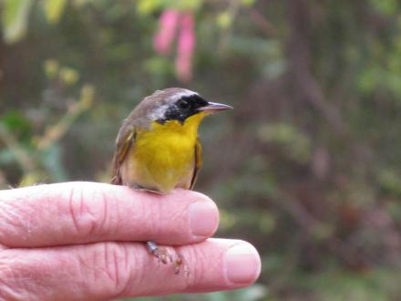 Fort Morgan Warbler Birding