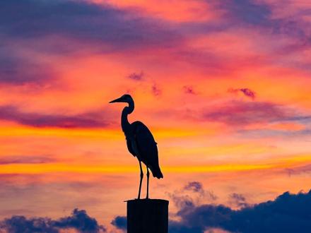 Birding Gulf Shores and Orange Beach Alabama