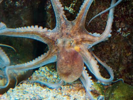 Dauphin Island Sea Lab Octopus