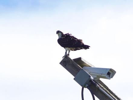 Osprey Nest Orange Beach