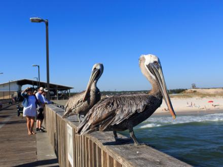 Gulf State Park Pier Pelicans