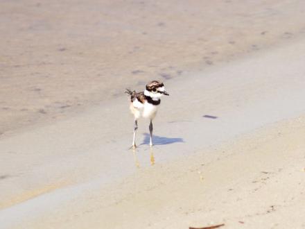 Lake Shelby Sand Piper