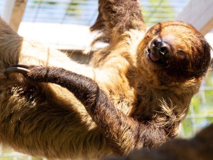 Alabama Gulf Coast Zoo Sloth Encounter