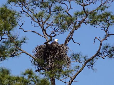 Bald Eagle Gulf State Park