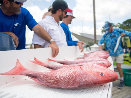 Red Snapper Orange Beach