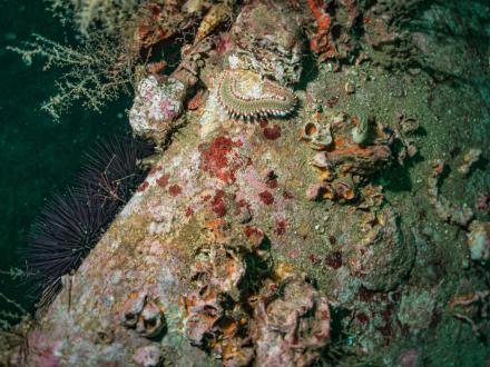 Alabama Underwater Reef System