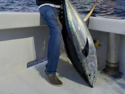 Tuna