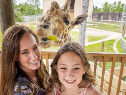 Alabama Gulf Coast Zoo Giraffe Feeding