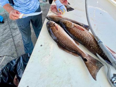 Cleaning Redfish Orange Beach