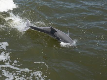 Dolphin Cruise in Gulf Shores