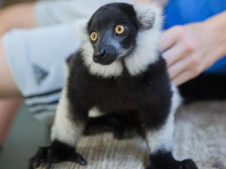 Lemur Encounter Alabama Gulf Coast Zoo