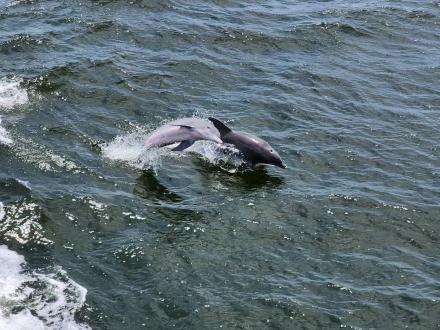 Dolphin Cruise Orange Beach