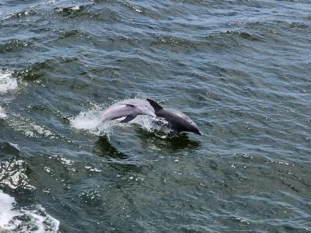 Orange Beach Dolphin Cruise
