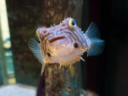 Dauphin Island Sea Lab & Estuarium