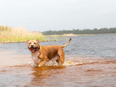 Dog playing fetch at the dog pond at Lake Shelby in Gulf Shores.