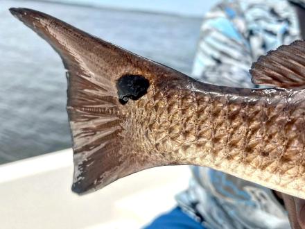 Redfish Inshore Fishing in the Gulf of Mexico