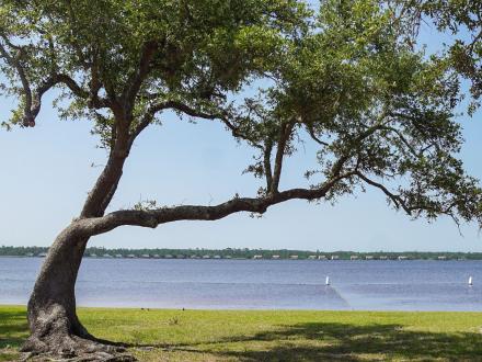 Scenic tree at Lake Shelby