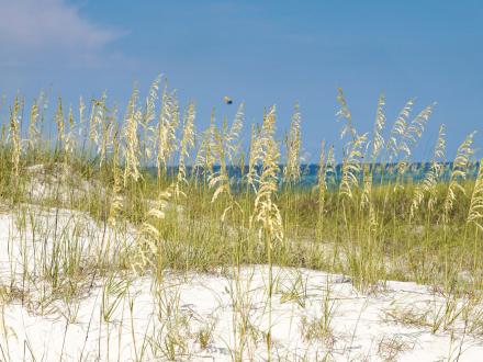 Gulf Shores Beach Dunes