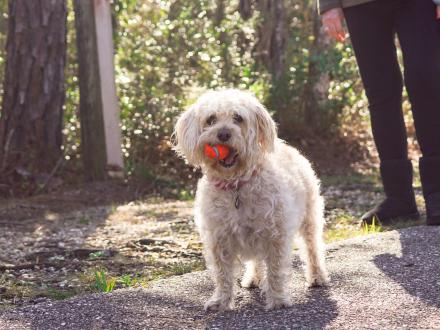 Little dog on the trails in Gulf State Park in Orange Beach