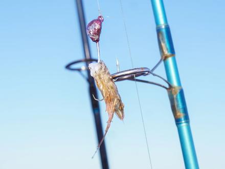 Shrimp on a hook as bait for catching fish in the Gulf of Mexico
