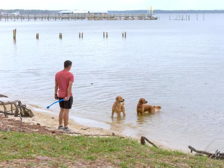 Dogs playing in the water at Orange Beach Waterfront Park.