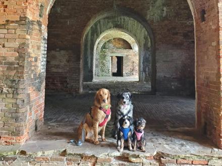 Cute dogs at Historic Fort Morgan in Gulf Shores