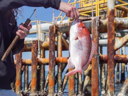 Offshore Fishing for Red Snapper in Gulf Shores