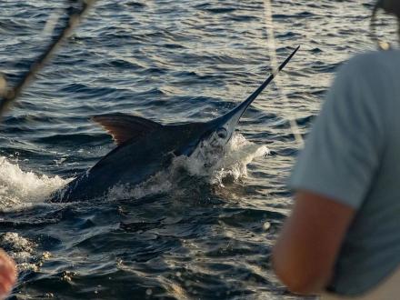 Southern Charm Charters Marlin Fishing in Orange Beach