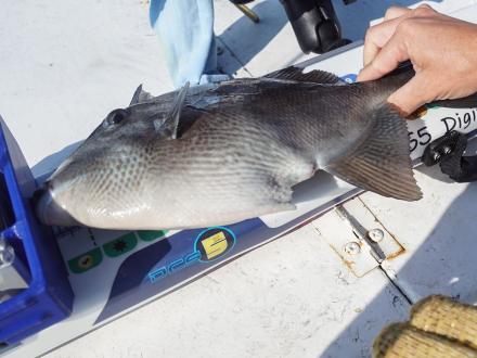 Triggerfish being measured on charter boat