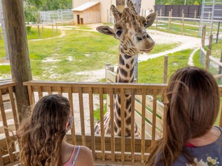 Giraffe feeding at Alabama Gulf Coast Zoo